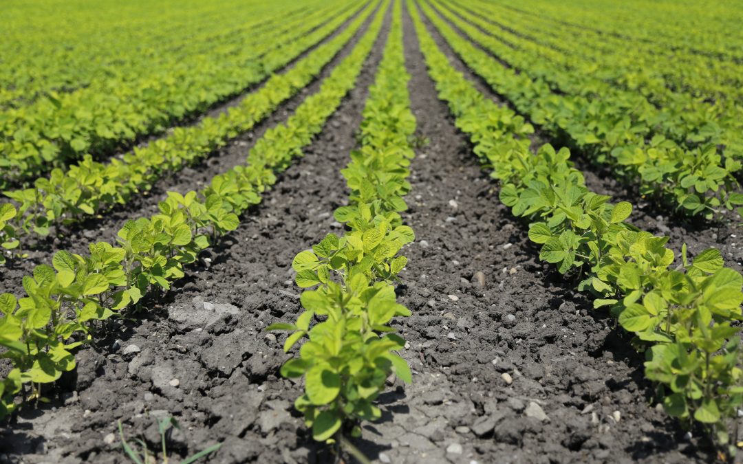 ISO/FSSC 22000 Certification